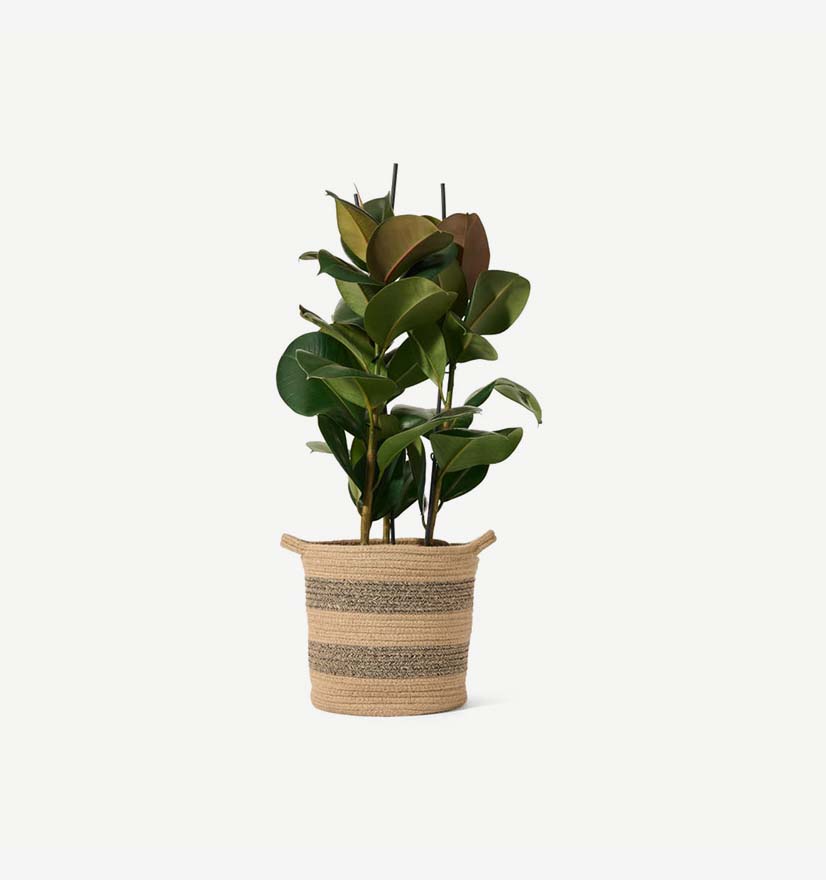 furniture product 12